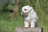 BICHON MALTAIS 061